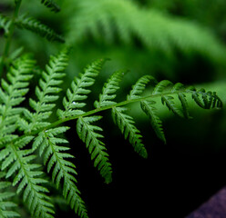 Green fern