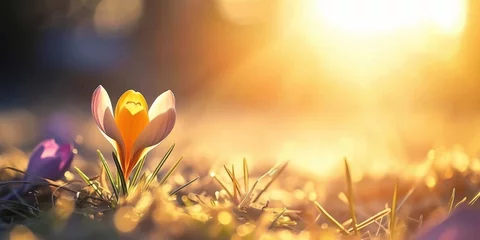 Zelfklevend Fotobehang beautiful closeup of crocus flower in spring with blurred background and warm sunlight © Gucks