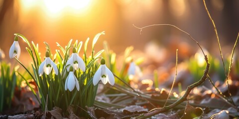 beautiful snowdrop with blurred background and sun spikes