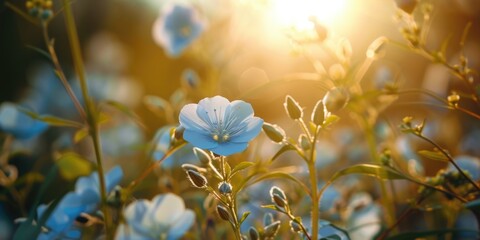 beautiful bluestar flower in field with blurred background and sunlight