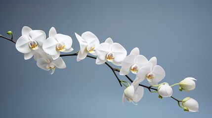 White leaves orchid macro flower in bloom on a grey bright background, generative ai, 