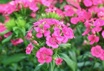 Closeup of Bunch of Gorgeous Pink Dianthus Flowers Blooming in the Sunlight