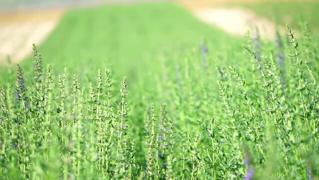 Tarragon. Lush tarragon field with rows of green herbs, herb cultivation, agricultural landscape, culinary ingredients, aromatic herbs. Organic agriculture harvesting agribusiness concept. Slow motion