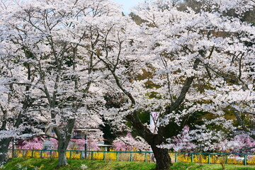Fototapeta premium 白石川一目千本桜。大河原、宮城、日本。4月上旬。