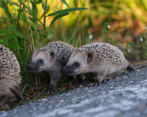 Young Hedgehogs
