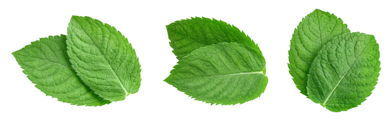 Mint leaf isolated clipping path