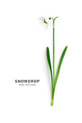 Snowdrop flower with stem and leaves isolated on white background.