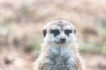 Meerkat, Suricata suricatta. Close up portrait