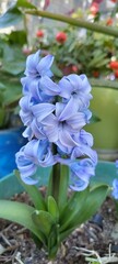 Hyacinthus blu flower