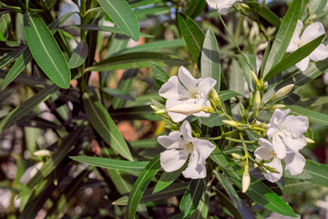 Nerium oleander: white flowers of oleander blooms in the garden in summer