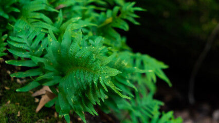 Green Forest Leaf Closeup Stock Photo