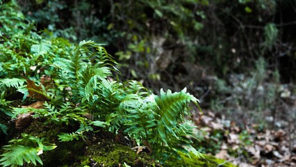 Green Forest Leaf Closeup Stock Photo