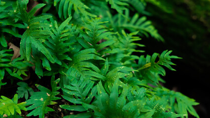 Green Moss Closeup Stock Picture