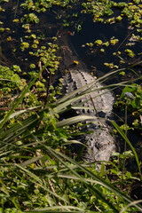 Crocodile in the river