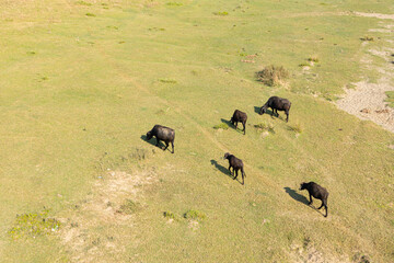 View from above of five buffaloes walking