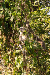 Grey langur monkey hanging from some vines on Nepal jungle