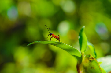 ant on a leaf