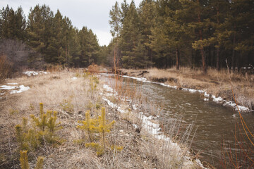 Small river flowing through a sparse pine forest with dry grass on the banks on an overcast day