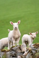 Naklejka na ściany i meble Lambs in a green field in Snowdonia, Wales, UK
