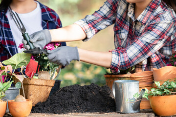 Close up two gardeners help plant trees together at the farm, favorite family hobby. Mom and little girl planting seedling in ground in garden, Eco-friendly. Kid help nanny work in garden on holiday.