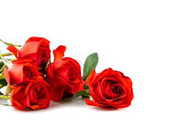 Red roses isolated on white backgroung