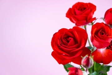 Red roses in red vase isolated on pink background