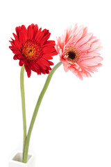 Red and  pink gerbera flowers  isolated on white background