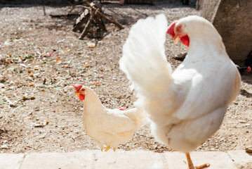 White chickens on farm yard stair in daytime