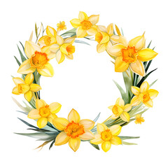 Watercolor wreath of yellow Daffodils and leaves png element clipart illustration for spring season nature concept