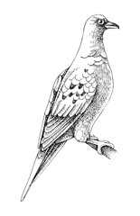 Passenger Pigeon extinct bird sketch