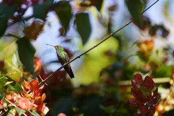 The rufous-tailed hummingbird (Amazilia tzacatl) is a medium-sized hummingbird in the 