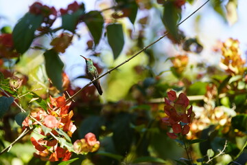 The rufous-tailed hummingbird (Amazilia tzacatl) is a medium-sized hummingbird in the 