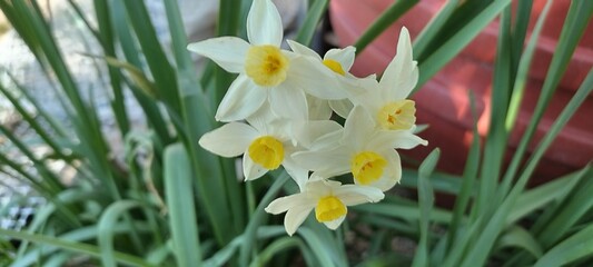 daffodils in spring