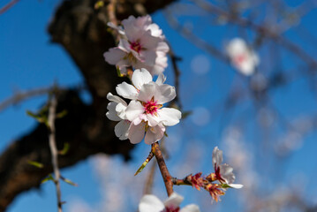 Almond trees fully bloom, in white, pink, and magenta colors, in winter tyme in Spain