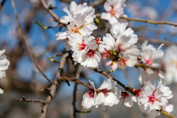 Almond trees fully bloom, in white, pink, and magenta colors, in winter tyme in Spain
