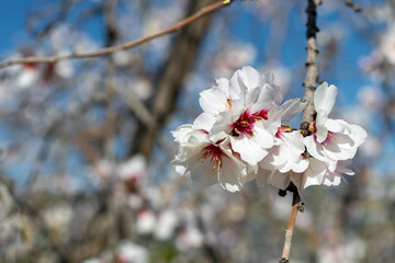 Almond trees fully bloom, in white, pink, and magenta colors, in winter tyme in Spain