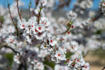 Almond trees fully bloom, in white, pink, and magenta colors, in winter tyme in Spain
