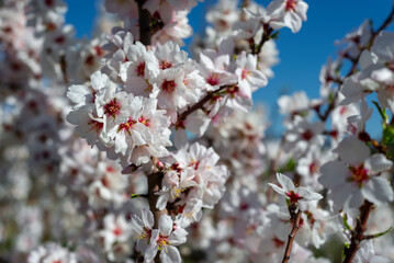 Almond trees fully bloom, in white, pink, and magenta colors, in winter tyme in Spain