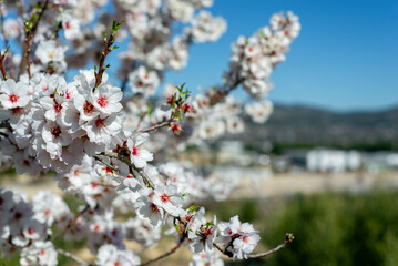 Almond trees fully bloom, in white, pink, and magenta colors, in winter tyme in Spain