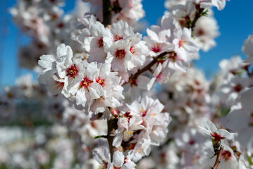 Almond trees fully bloom, in white, pink, and magenta colors, in winter tyme in Spain