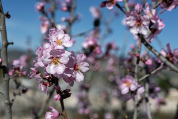 Fototapeta premium Almond trees fully bloom, in white, pink, and magenta colors, in winter tyme in Spain
