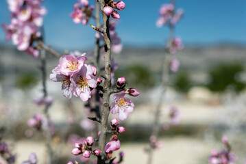 Almond trees fully bloom, in white, pink, and magenta colors, in winter tyme in Spain