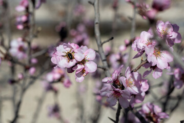 Almond trees fully bloom, in white, pink, and magenta colors, in winter tyme in Spain