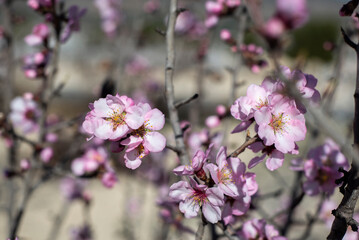 Almond trees fully bloom, in white, pink, and magenta colors, in winter tyme in Spain