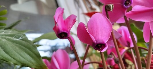 purple cyclamen flowers