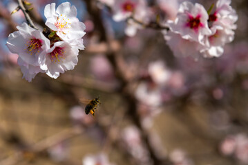 Almond trees fully bloom, in white, pink, and magenta colors, in winter tyme in Spain
