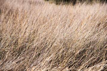 High grass moved by the wind, at golden hour