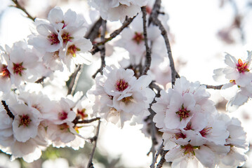 Almond trees fully bloom, in white, pink, and magenta colors, in winter tyme in Spain