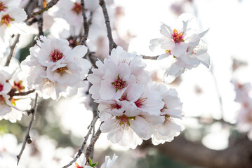 Almond trees fully bloom, in white, pink, and magenta colors, in winter tyme in Spain