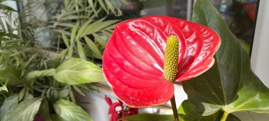 Beautiful Anthurium flower